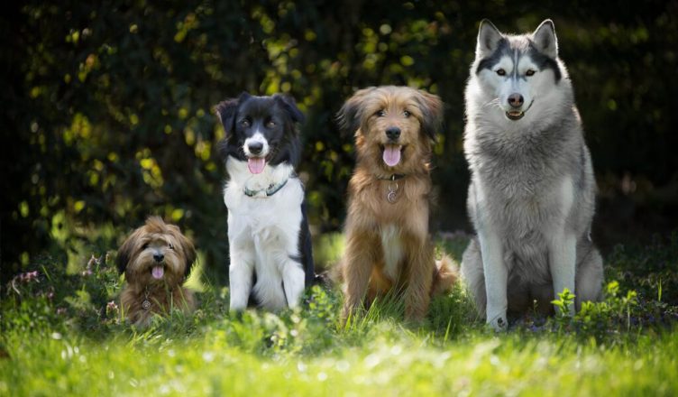 por que os cachorros fogem