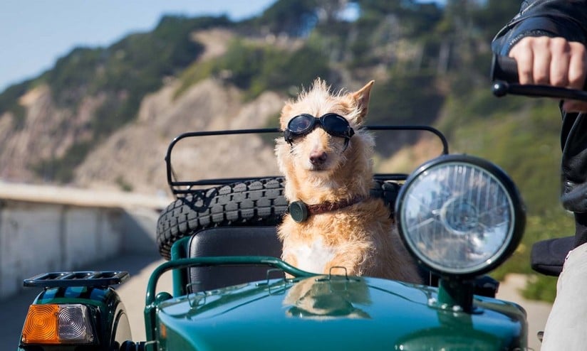 por que os cachorros fogem de casa