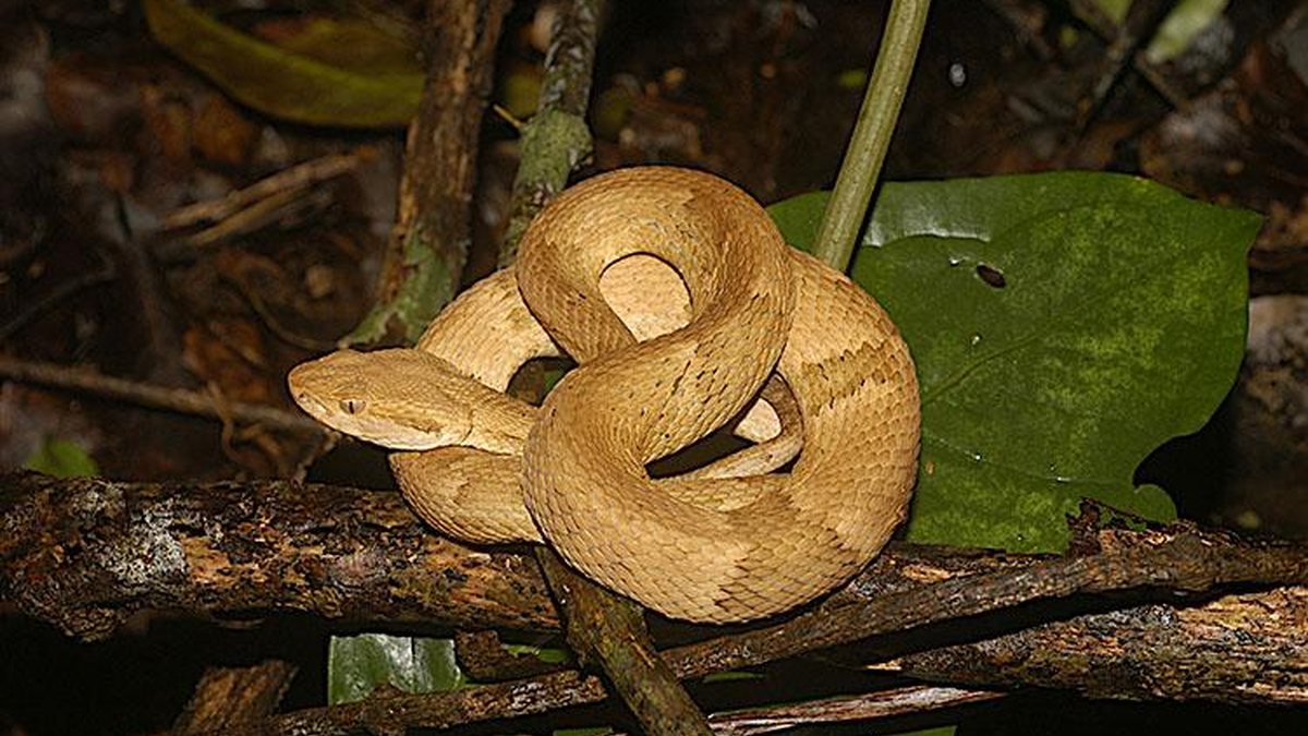 Mistérios da Ilha das Cobras