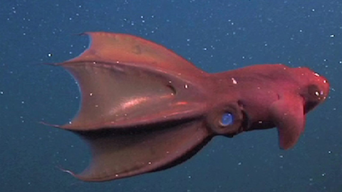 curiosidades sobre o fundo do mar