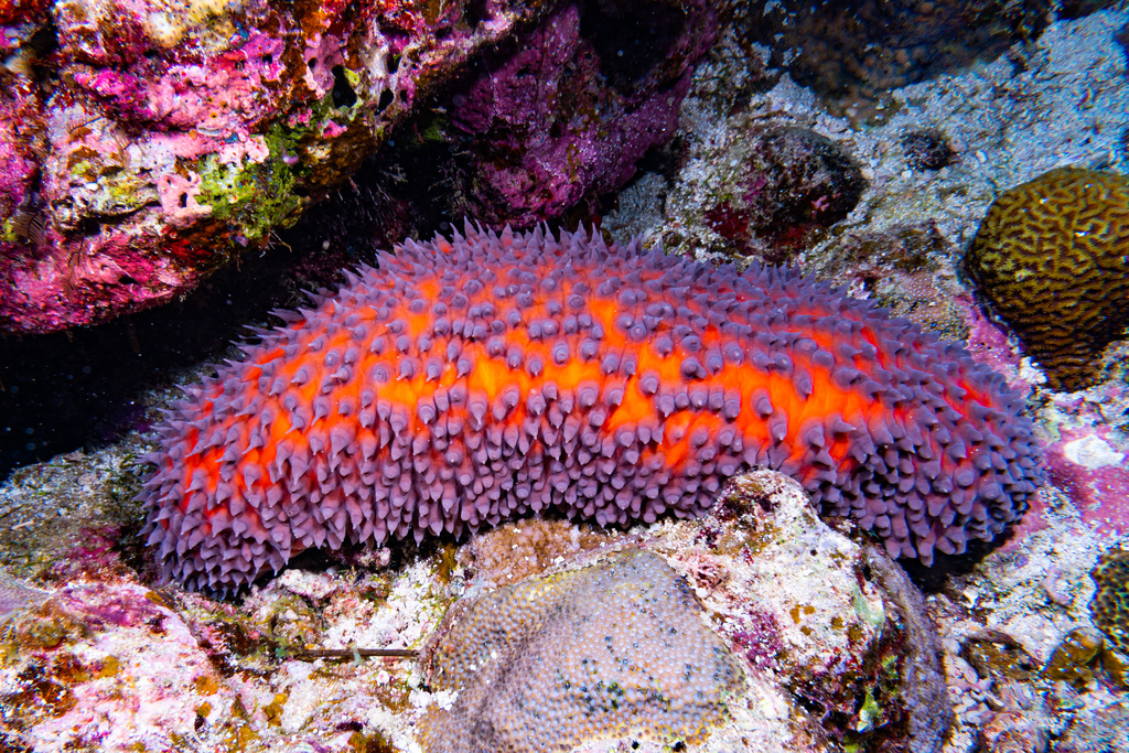 mistérios do fundo do oceano